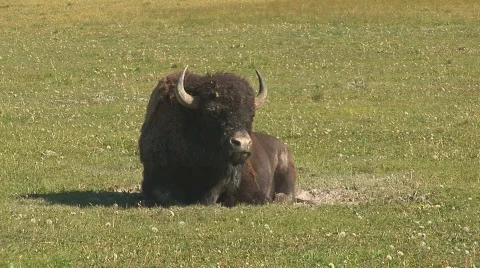 Close shot of bison ruminating Video stock 82790