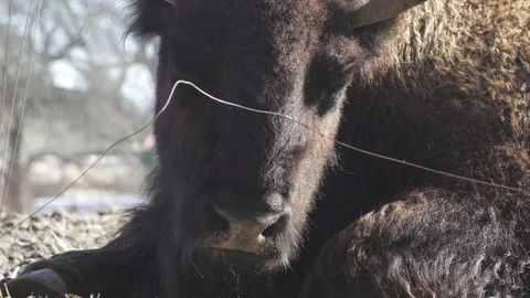 Close-Up shot of a Bison Sleeping Stock Footage 102782469