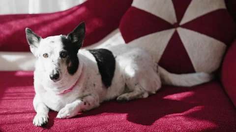 Close up shot of a black and white small dog lying on a red couch, wagging a  Stock Footage 286367443