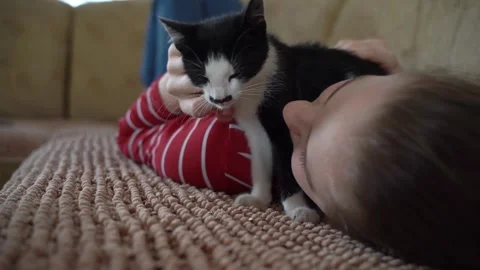 Close up shot of black and white kitten being Stock Footage 315315757