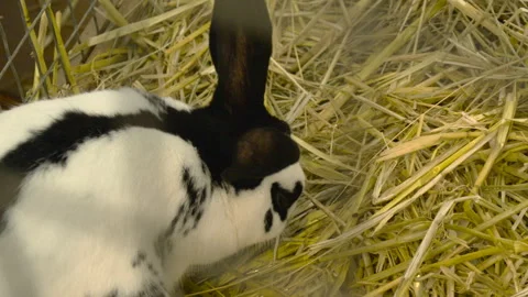 Close up shot of a black and white rabbit sitting on straw bedding inside a cage Stock Footage 318620064