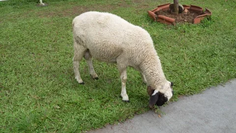 A close-up shot of a black and white sheep grazing on a vibrant lawn. Stock Footage 327310593