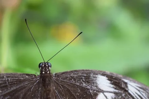 Close up shot of a black butterfly on a green surface Stock Photos