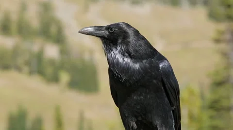 Close-up shot of a black crow with audio Vídeos de archivo 43093333
