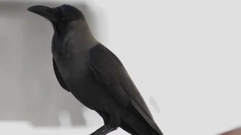 Close up shot black crow bird, blackbird rook looks in different directions in Stock Footage 308009062