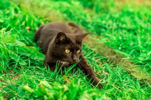 Close up shot of a black grumpy cat laying on a green grass on a hot sunny da Stock Photos