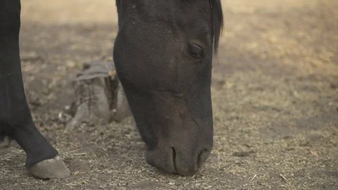 Close up shot of the black horse Video stock 120540964