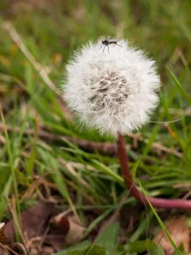 A close up shot of a black insect bug fly on the top of a white dandelion i.. Stock Photos