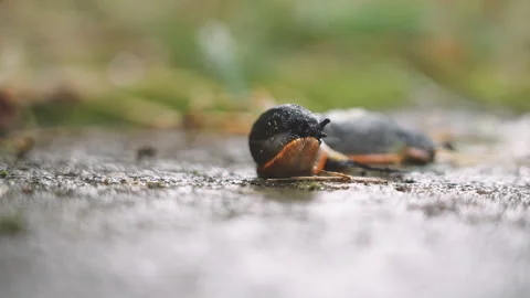Close-up shot of a black slug moving very slowly. Stock Footage 315684729