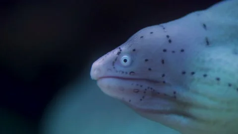 Close up shot of a black spotted moray eels face Video stock 150819879