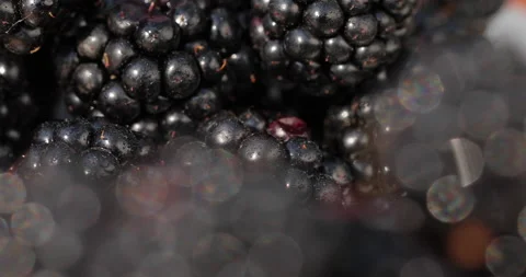Close-up shot of blackberries. Stock Footage 135632204
