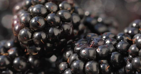 Close-up shot of blackberries Stock-Footage 135632432