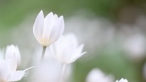 Close up shot of Bloodroot flowers with shallow depth of field Stock Footage 307547871