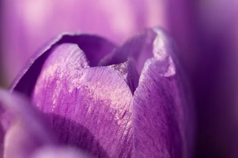 Close up shot of blooming crocuses - spring flowers close up Stock Photos