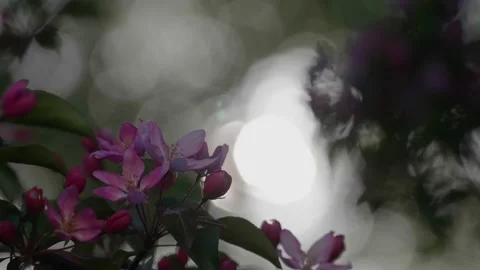 Close-up shot of blooming pink apple tree branch with active throbbing light Stock Footage 130522692