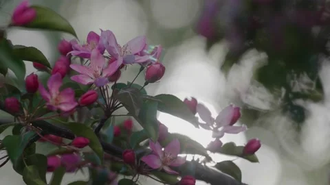Close-up shot of blooming pink apple tree branch with serenity throbbing light Stock Footage 130522784