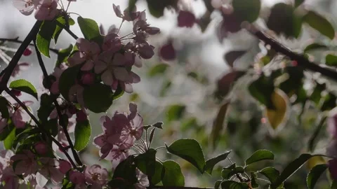 Close-up shot of blooming pink apple tree branch swing from the wind with calm Stock Footage 130523252