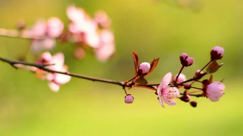 Close up shot of blooming pink cherry branch on the wind Vídeos de archivo 60090620