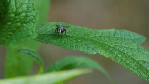 Close up shot of a blue fly on a green leaf, slowed down and stabilized Stock Footage 281314493