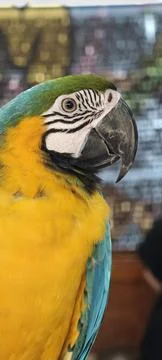 Close‑up shot of a blue‑and‑yellow macaw Fotos de archivo