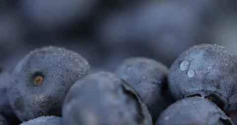 Close-up shot of a blueberry. Stock Footage 135630510