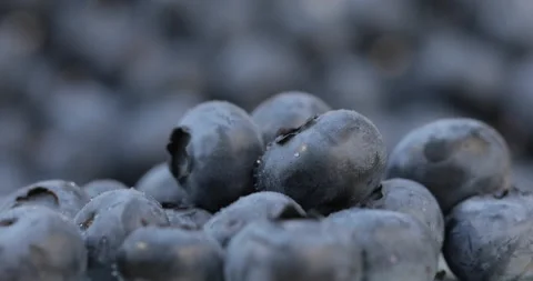 Close-up shot of a blueberry. Stock Footage 135631170