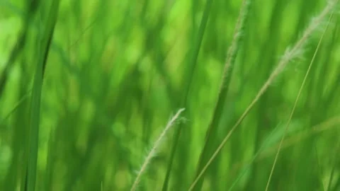 Close up shot of blurry green grass plants Stock Footage 295991850
