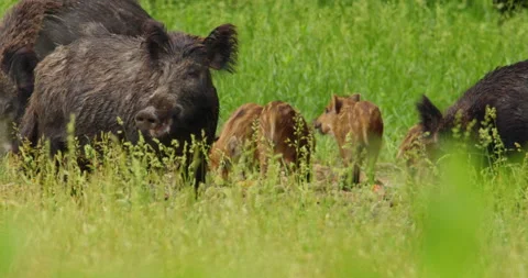 Close up shot of boars and their piglets chewing on corn cobs Stock Footage 260254072