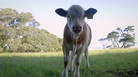Close up shot of a bobby calve Stock-Footage 225866842