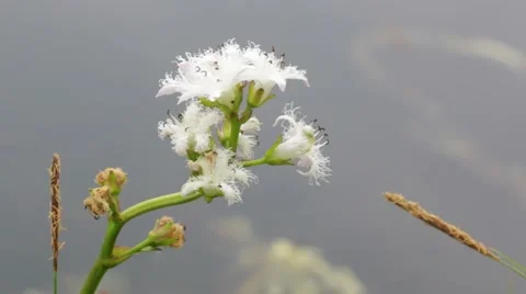 Close-up shot of a bogbean flower Stock Footage 52324290