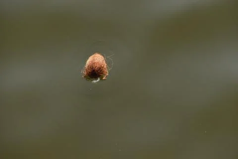 Close up shot of Bolas spider. Stock Photos