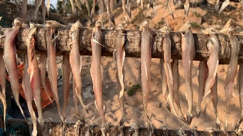 Close-up shot of Bombay Duck or Bombil fish Stock Footage 129727094