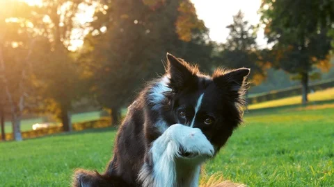 A close up shot of a border collie dog sitting on the grass and hiding his face 動画素材 100011994