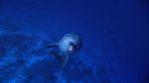 Close shot of Bottlenose Dolphins starting to fight in clear blue water Stock Footage 84770708