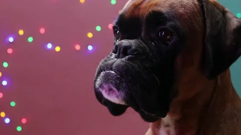 Close up shot on boxer dog head on colorfull background. Video stock 141220384