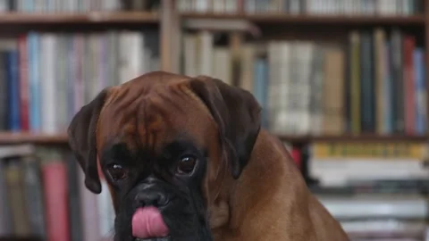 Close up shot on boxer dog head in front of the bookshelf. Stock Footage 156194429