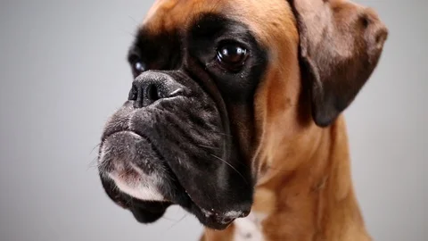 Close up shot on boxer dog looking straight into camera. Video stock 117345649