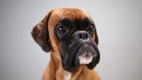 Close up shot on boxer dog looking slightly off camera. Video stock 117345698