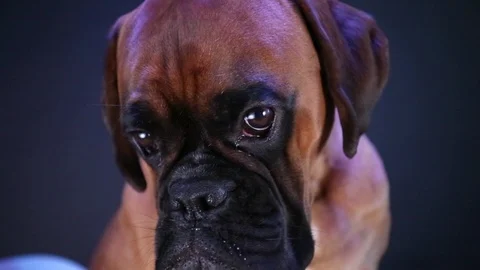 Close up shot on boxer dog looking slightly off camera. Video stock 117435294