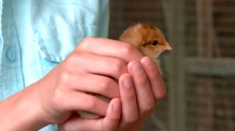 Close Shot of a Boy Holding a Small Chick in his Hands Stock Footage 56146654