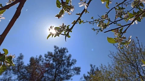 Close up shot branch with blossoms Stock Footage 129882013