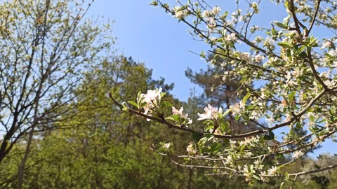 Close up shot branch with blossoms Stock Footage