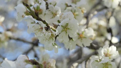 Close-up shot of branch with delicate white almond blossoms gently swaying in Stock Footage 329770477