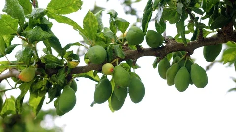 Close-up shot of branch of a fruit tree with green fruits against blue sky. 4K Video stock 123973718