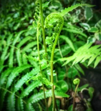 Close up shot of a branch of growing ferns. Stock Photos