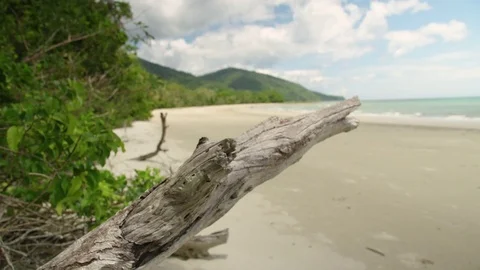 A close up shot of a branch on shore Stock Footage 78980661