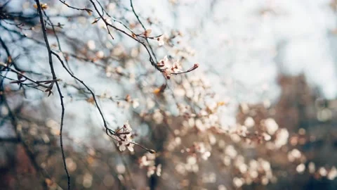 Close-up shot of branches of a blooming cherry tree. Stock Footage 172419932