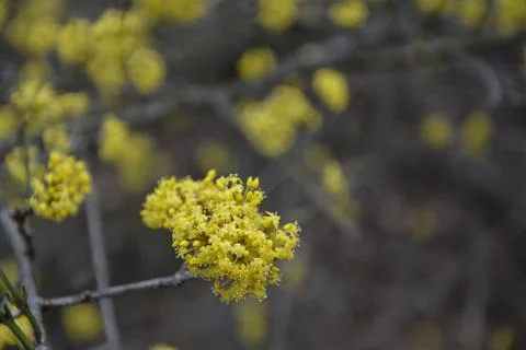 A close-up shot of the branches on a blooming tree (Lindera obtusiloba) Stock Photos