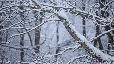Close Shot of branches under the snowy weather  Video stock 76503633