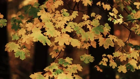 A close-up shot of the bright maple tree leaves on the blurry background. Video stock 166483403